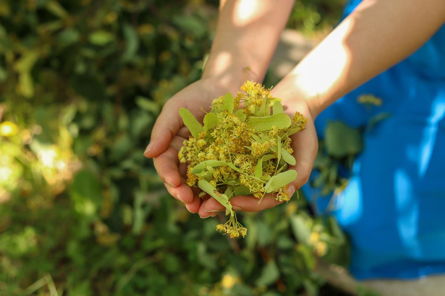 Дыши напиток с липой для детей – эффективность доказана